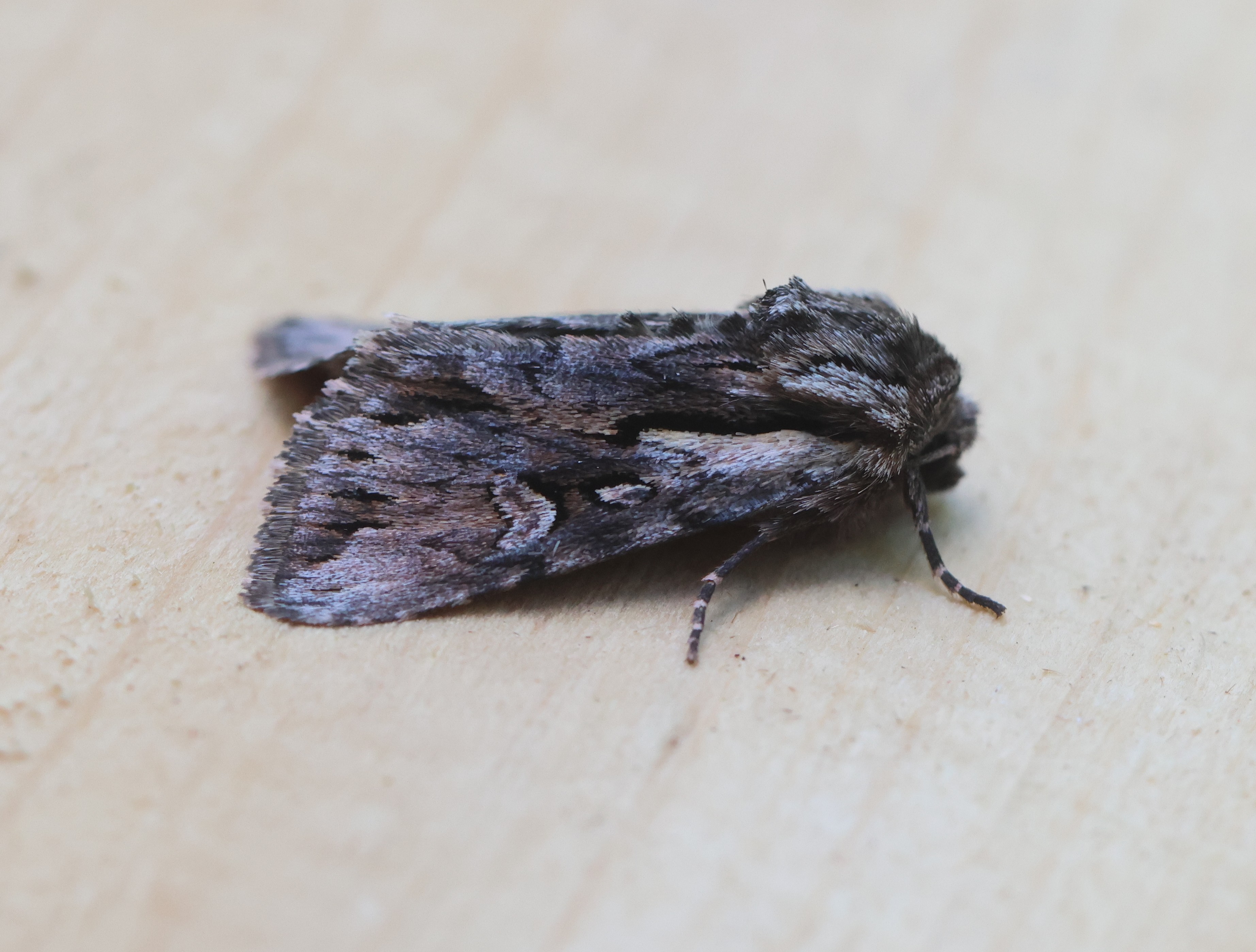 Photo of Pale-shouldered Cloud (Chloantha hyperici)